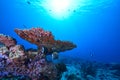 Collare butterflyfishÃ¢â¬â¢s Pair Royalty Free Stock Photo